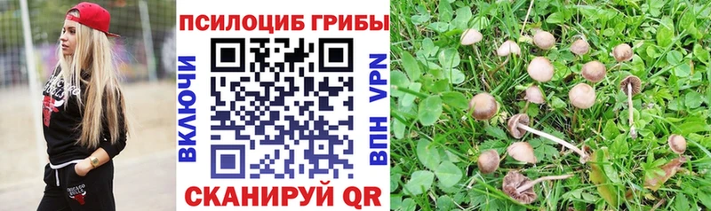 дарнет шоп  Ершов  Псилоцибиновые грибы Cubensis 